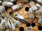 Пчелы карника и бакфаст