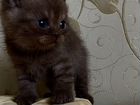 Продам красивых, ухоженных котятРождены 25.08.22 объявление продам