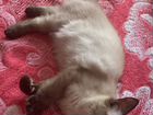 Кошка порода Невская маскарадная объявление продам