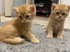 Шотландские котята окраса красный пятнистый объявление продам