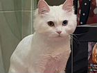Кошка турецкая Ангора объявление продам