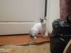 Котенок сибирской кошки бесплатно