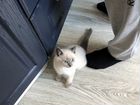 Сиамский котик в добрые руки объявление продам