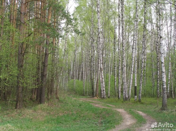 Лес Костромская область