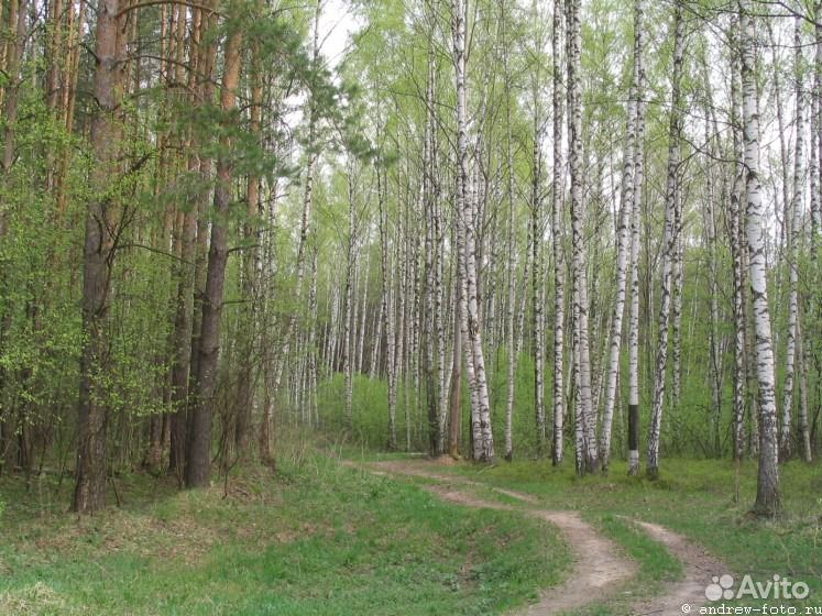 Леса костромской области