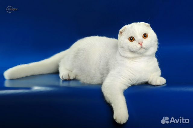 Клубная белоснежная шотландка фолд