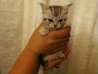 Шотландский котёнок девочка 1 месяц объявление продам