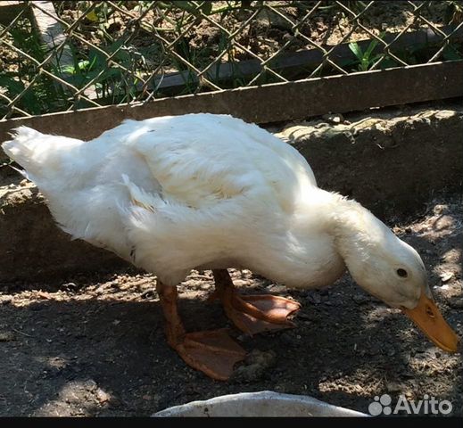 Утки муларды 1 месяц фото