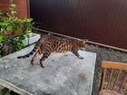 Бенгальская кошка в добрые руки объявление продам