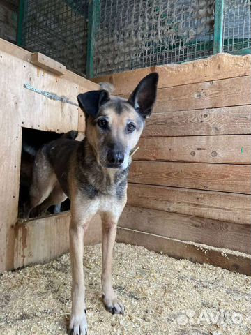 Взрослый Павлик давно ищет дом