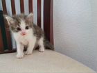 Котёнок, девочка красавица) объявление продам