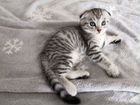 Котенок от шотландской вислоухой кошки объявление продам