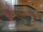Черепахи мальчик и девочка с аквариумом объявление продам