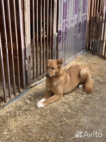 Собака без ушка из приюта ищет дом