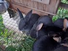 Кролики породы рэкс объявление продам