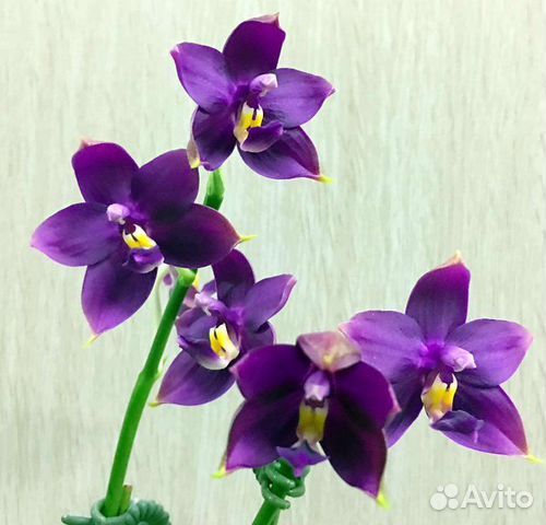 Орхидея фаленопсис Dragon Girl BT Smile