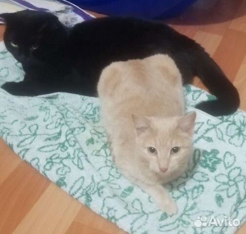 Молоденькая кошечка 6 месяцев