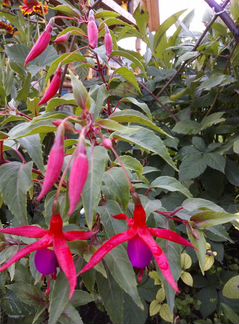 Комнатные цветы