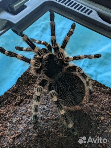 Паук птицеед Acanthoscurria geniculata