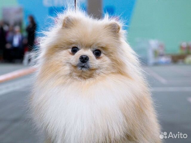 Померанский шпиц кобель