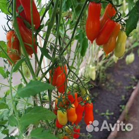 Томат фляшен характеристика и отзывы фото