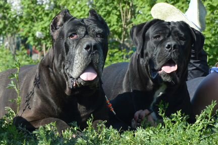 Питомник кане корсо Волгоградская область