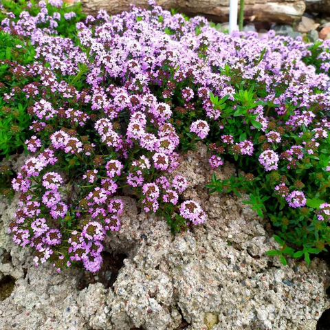 Тимьян ползучий, почвопокровное растение