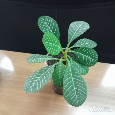 Фиалка. Молочай