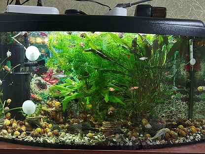 Аквариум Wromak 100 литров (аквариумные рыбки)