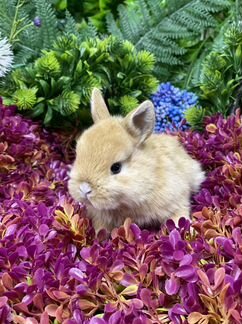 Ручные кролики карликовые