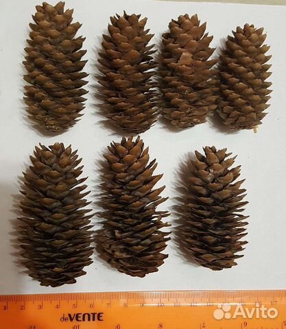 Шишки для поделок 7 шт