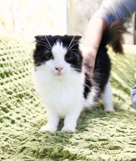 Оззи - любопытный котейка ищет дом