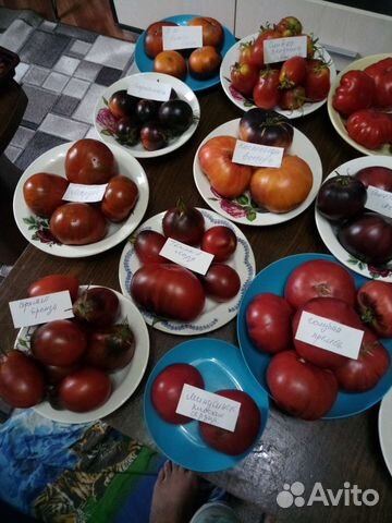 Семена томатов