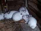 Кролики мясных пород на племя объявление продам