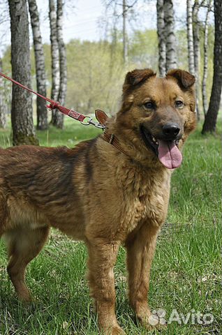 Приютская собака Кай в добрые руки