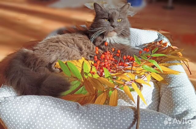 2е кошки в добрые руки