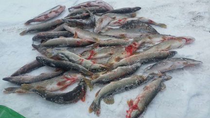 Свежая рыба, омуль, сырок, щука, налим, и