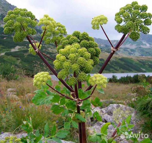 Мёд с дягиля