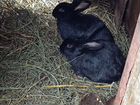 Кролики Самцы 6 шт, 2,5-2,7 кг живой вес объявление продам