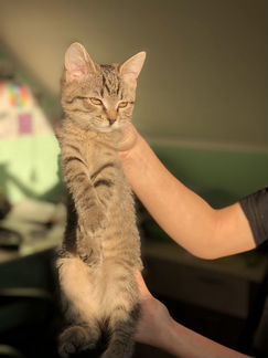 Котята от Бомбейской кошки и кота-британца