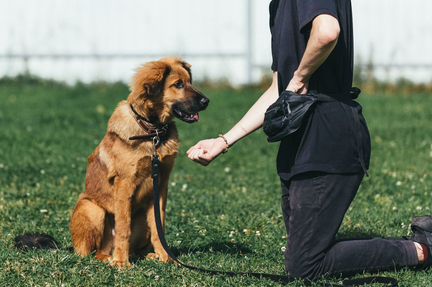 Щенок подросток в добрые руки