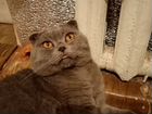 Шотландский кот вислоухий 1,5года объявление продам