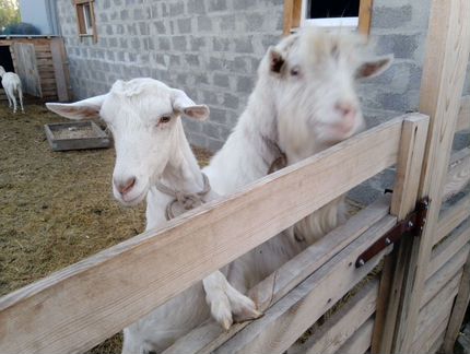 Зааненские козы дойные с козлом - фотография № 1
