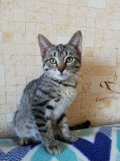 Отдам котёнка в добрые руки