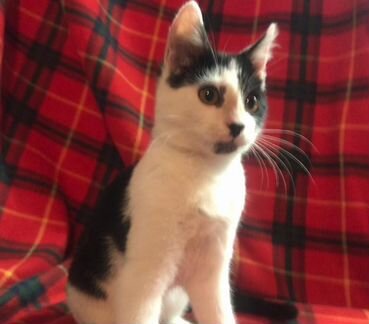 Котенок Шустрик, 3,5 мес, ищет дом