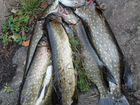 Ладога и Финский залив - рыбалка на островах объявление продам
