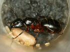 Camponotus herculeanus объявление продам