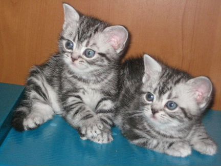 Американские короткошерстные котята в Москве