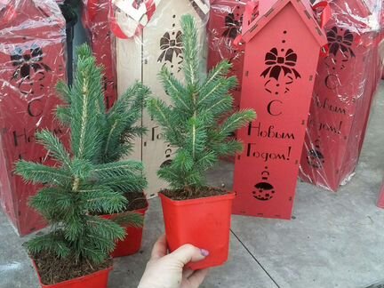 Ель голубая в домике