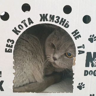 Передержка кошек-зоогостиница